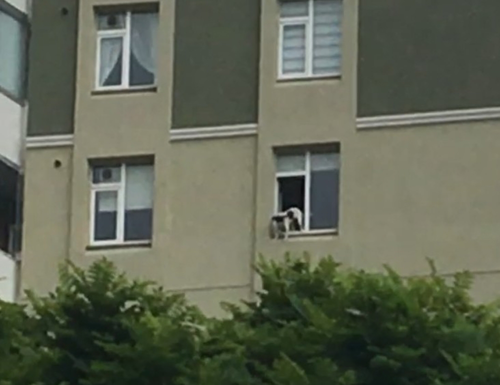 Evde tek kalan köpek pencereden sarktı, yürekler ağza geldi