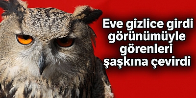 Eve Gizlice Girdi, Görünümüyle Görenleri Şaşırttı