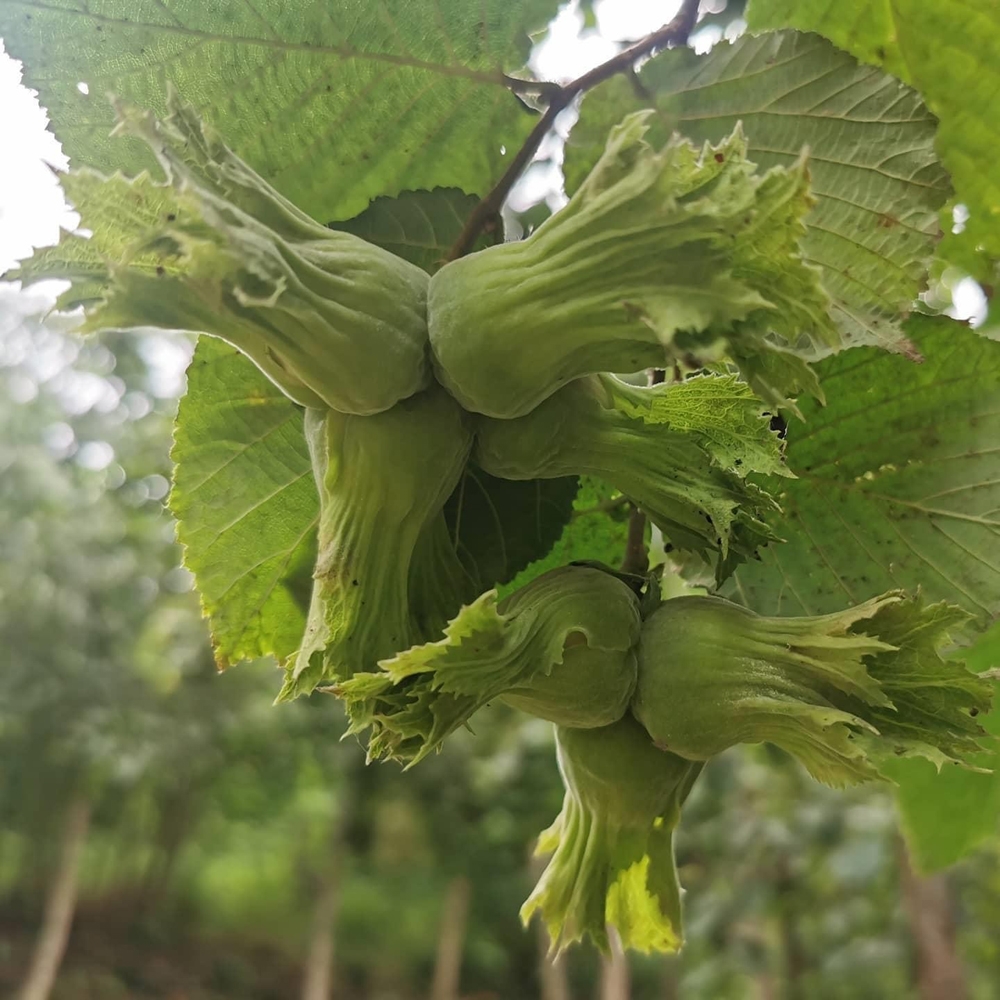 Eylül ayında fındık ihracatı düştü