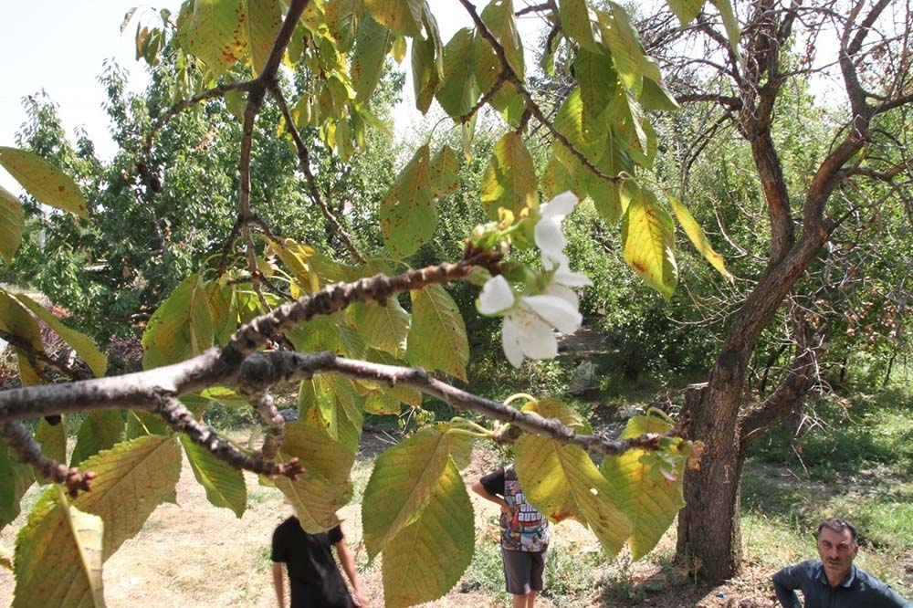 Eylül’de çiçek açan kiraz ağacı şaşırttı
