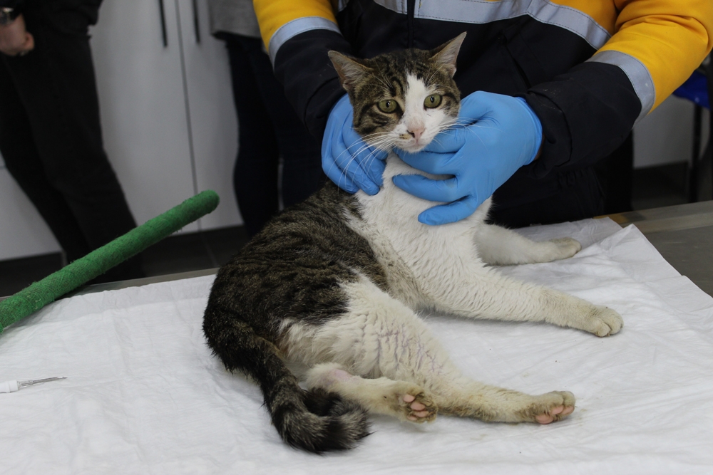 Eyüpsultan’da 2019 yılında 6 bin sokak hayvanı tedavi edildi