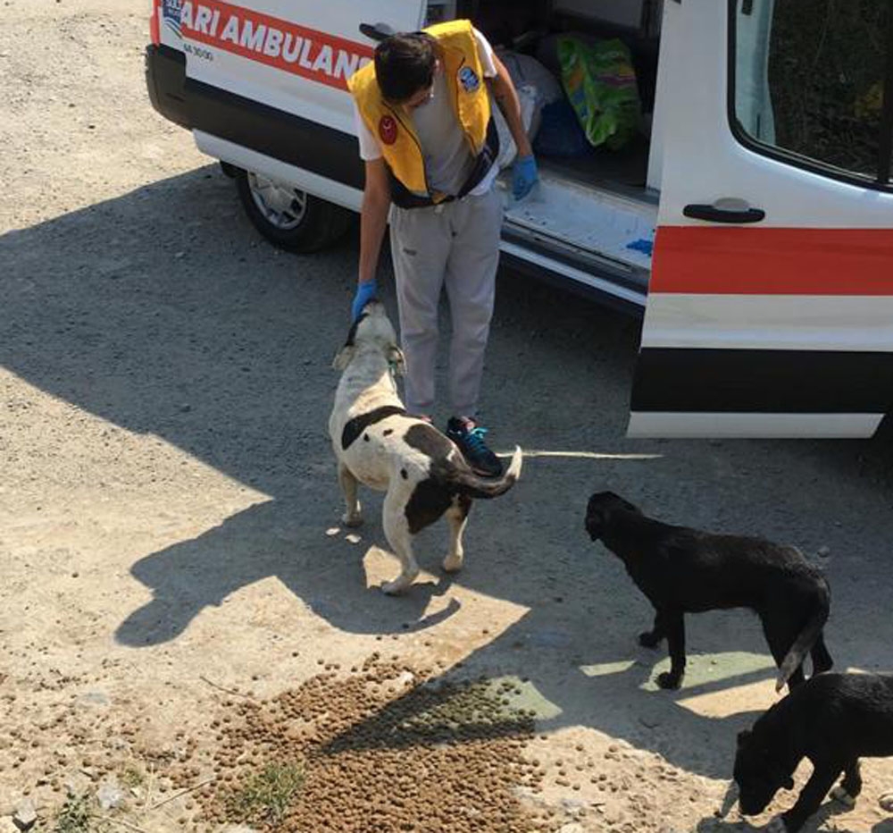 Eyüpsultan’ın kırsal alanlarındaki köpekler beslendi