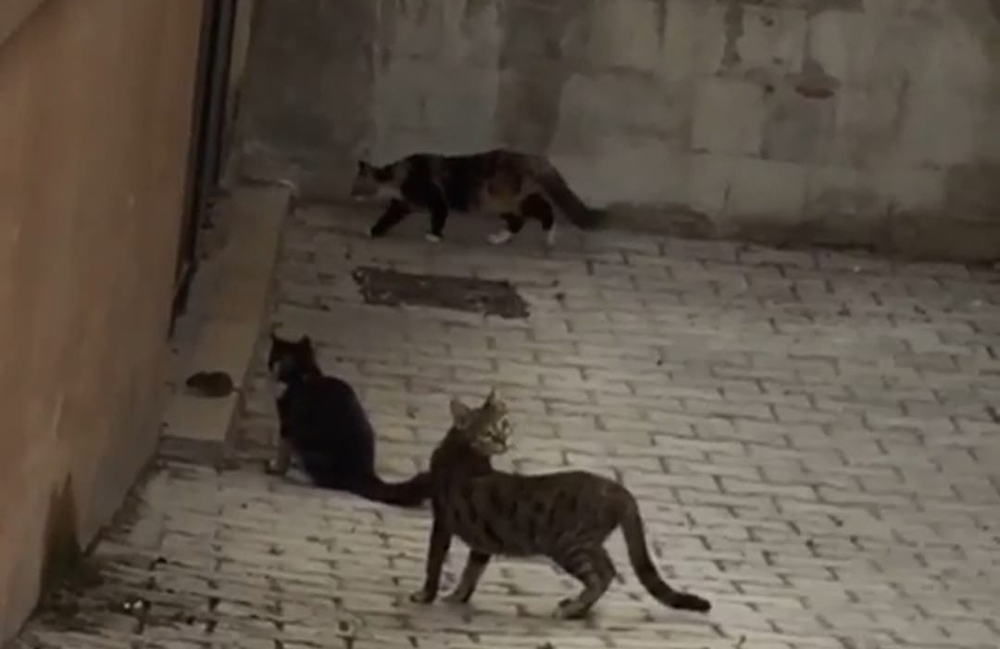 Fare 5 kediye kafa tuttu