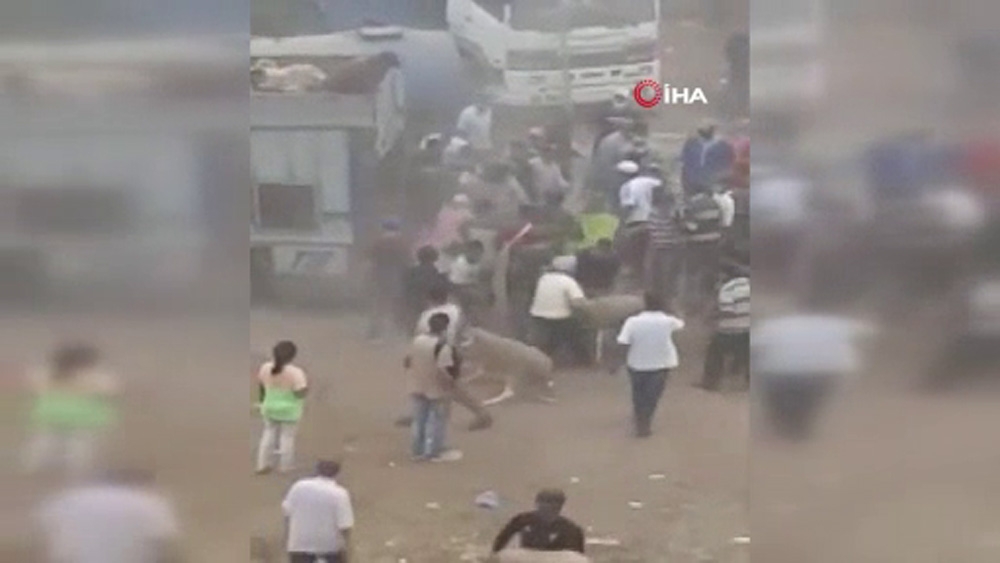Fas’ta kurban pazarı karıştı, 20 kişi gözaltına alındı