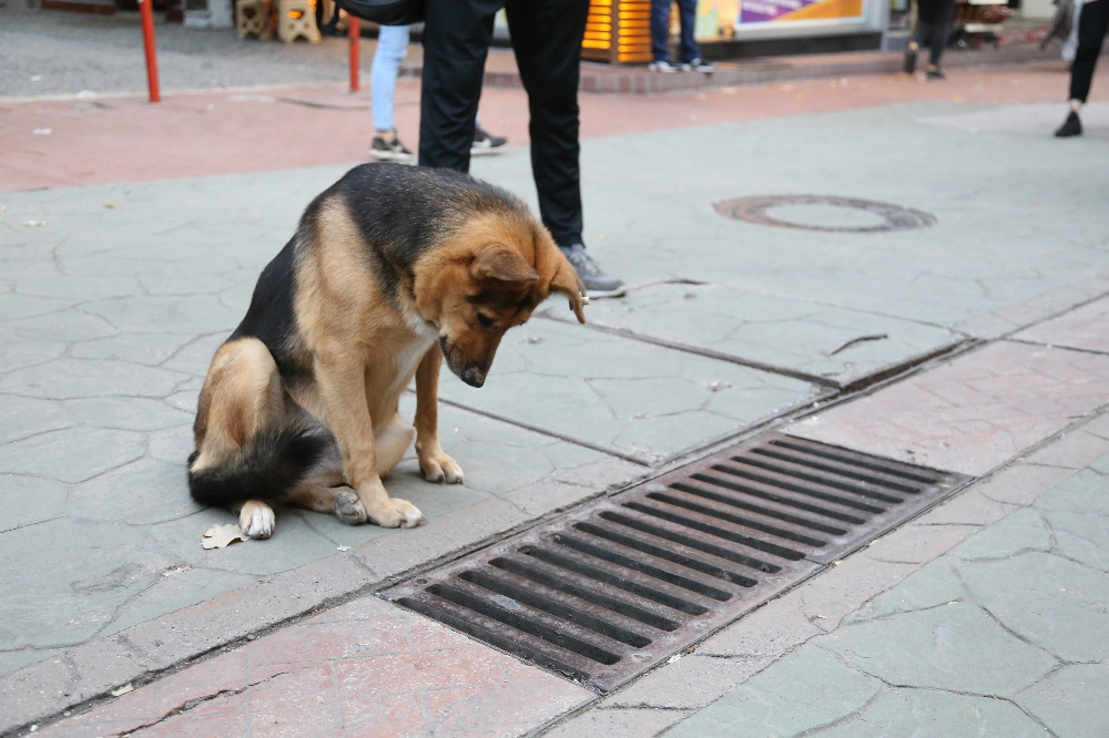 Fenomen köpek mazgal nöbetine ara verince esnaf meraklandı