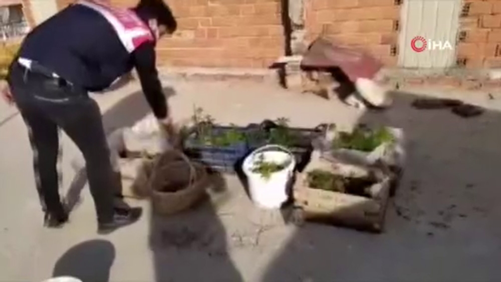 Fideleri odada, keneviri çatıda yetiştirdi