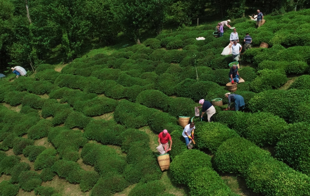 Fındığın başkenti Ordu’da çay hasadı başladı