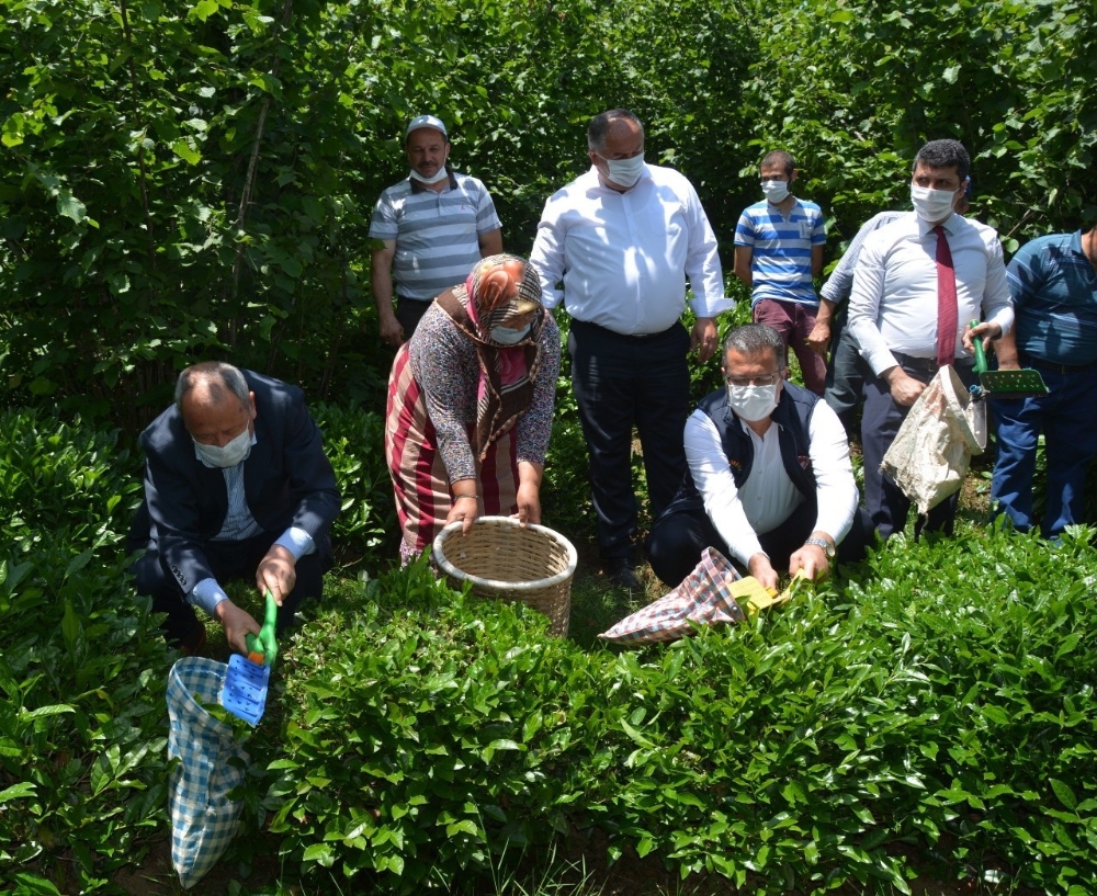 Fındık diyarı Ordu’da ’çay’ hasadı