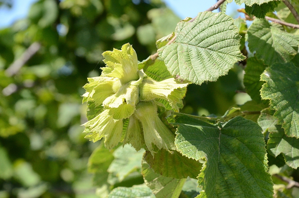 Fındık fiyatlarında ’manipülasyon’ şüphesi