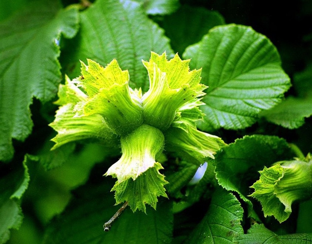 Fındık ihracatında rekor