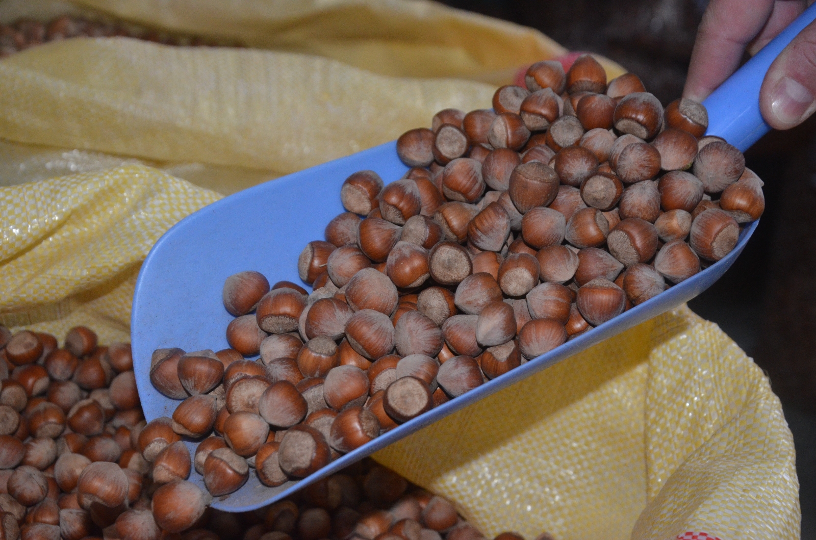 Fındıkta 30 lira beklentisi