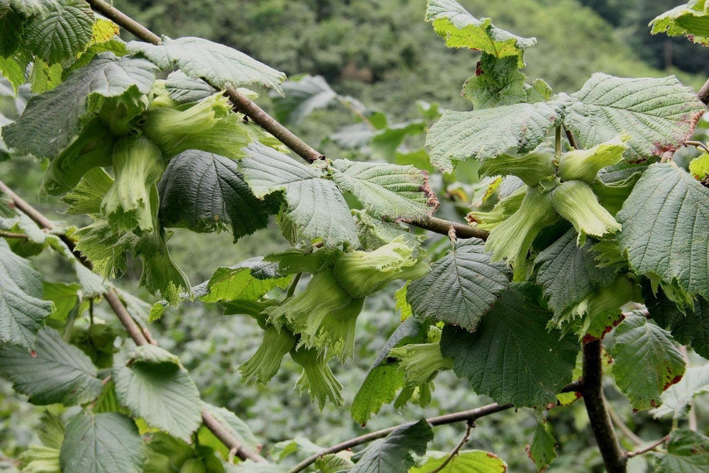 Fındıkta tahmini rekolte belirlendi