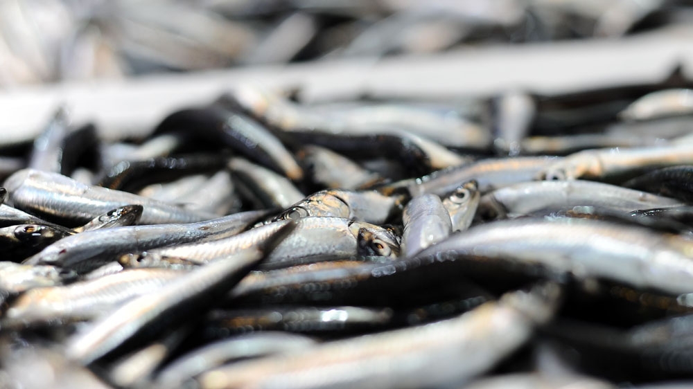 Firar eden hamside fiyat 25 TL’yi buldu