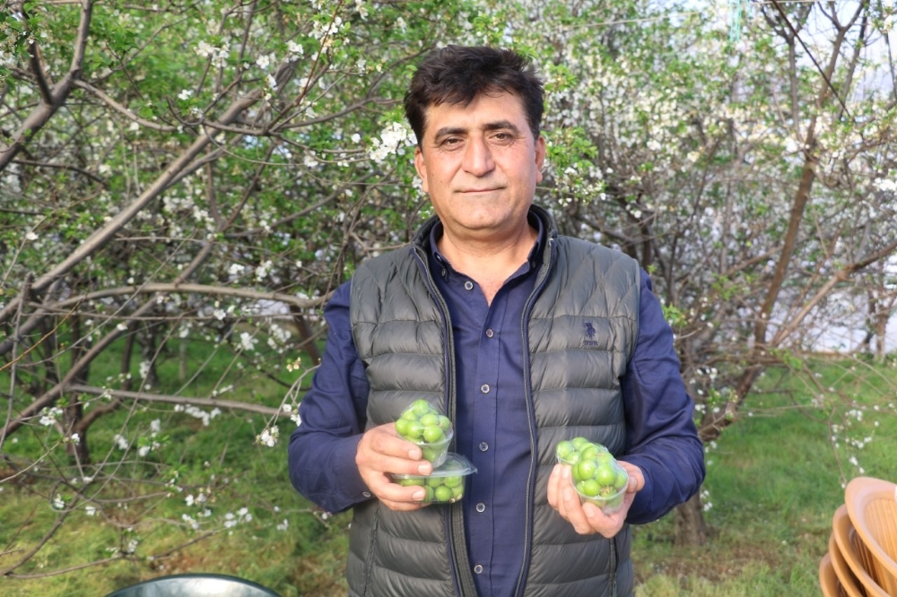 Fiyatı altınla yarışan erik, hırsızların hedefi oldu