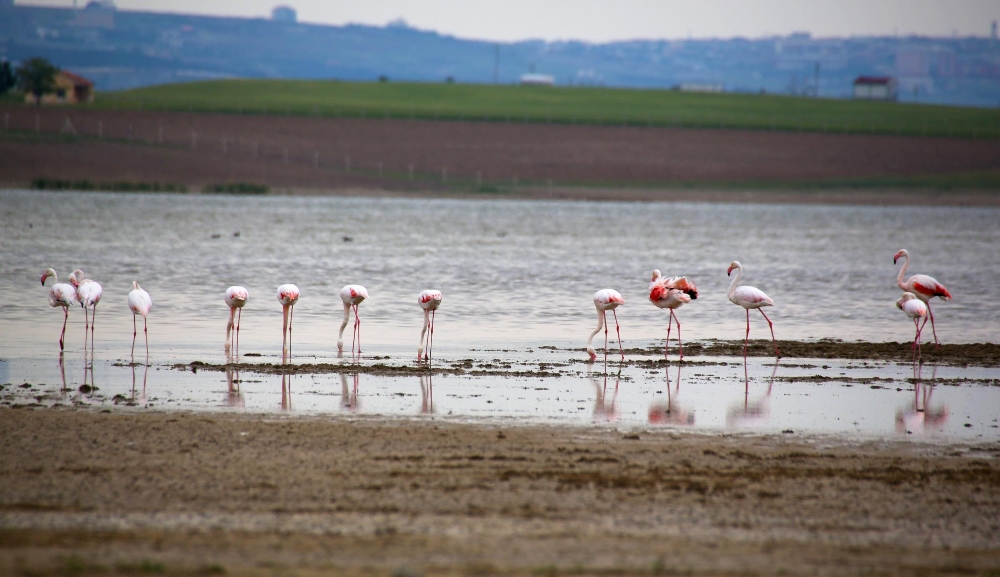 Flamingolardan Gölbaşı semalarında görsel şölen