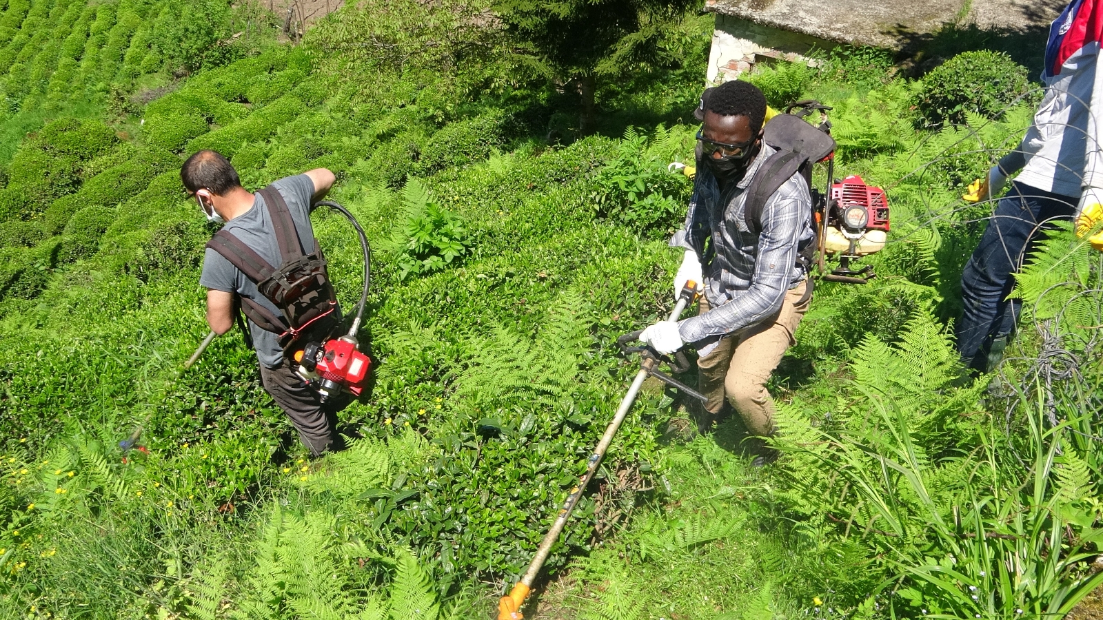 Gambiyalı çay işçileri iş başında