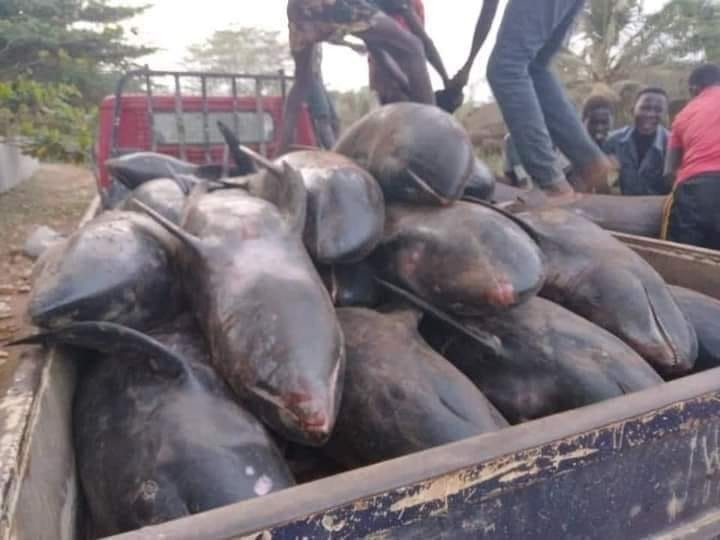 Gana’da en az 80 yunus kıyıya vurdu