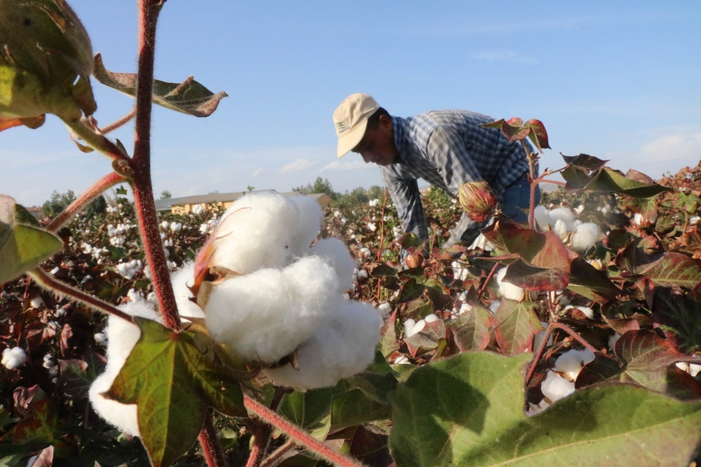 Gaziantep’te beyaz altın bereketi