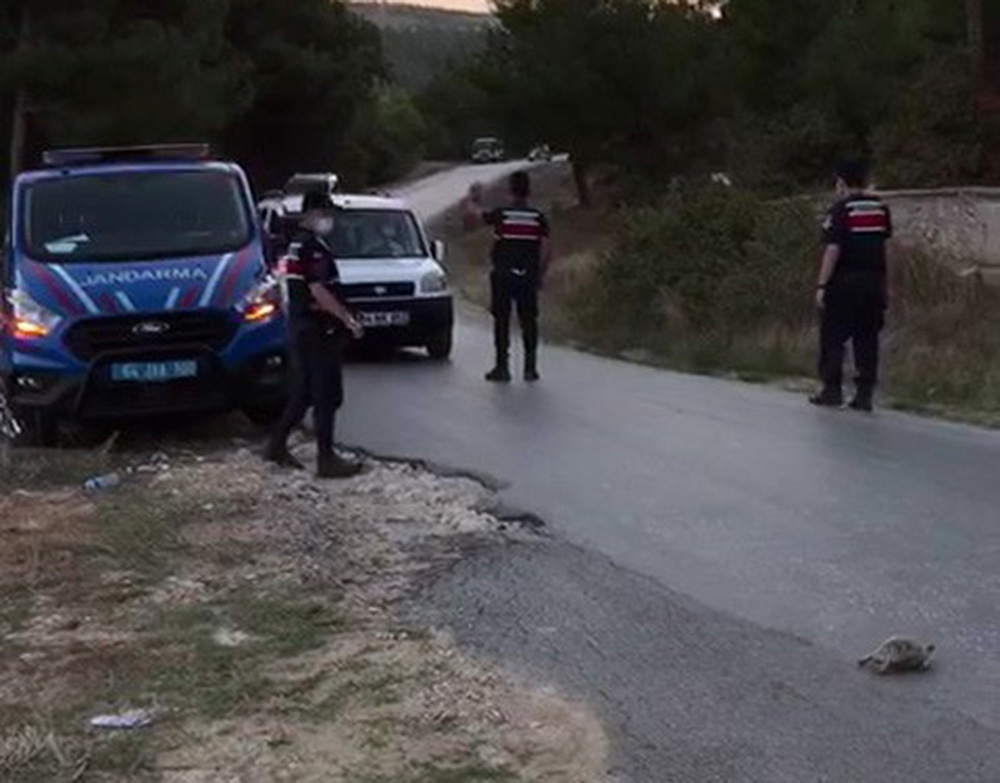 Geçiş üstünlüğü kaplumbağanın oldu