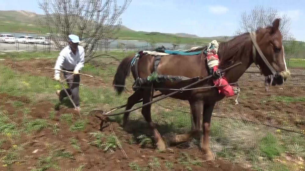 Gercüş’te at ile çift sürme geleneği devam ediyor