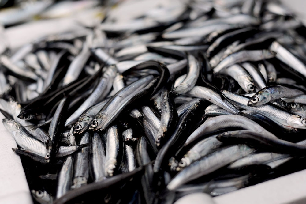 Giresunlu Balıkçılardan “Av Yasağı Eylülde Değil Ekimde Kalksın” Önerisi