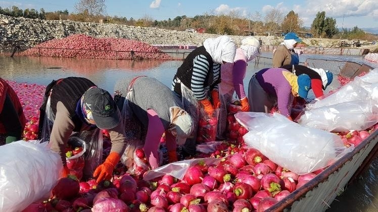 Gizemli hayırsever poşetle getirdiği parayı turp işçilerine dağıttı