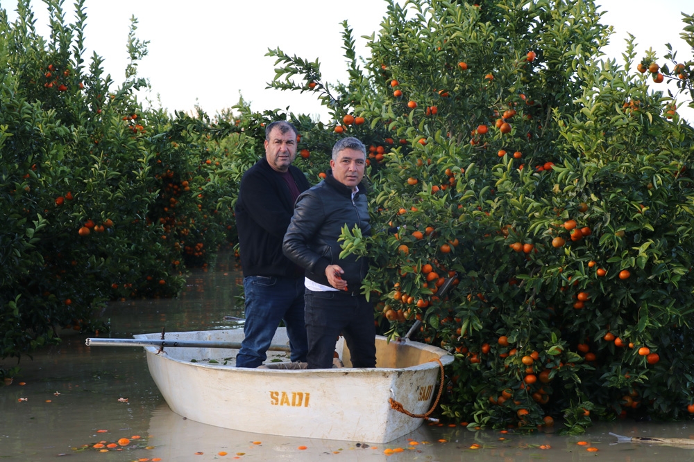 Göle Dönen Bahçede Kayıkla Hasat