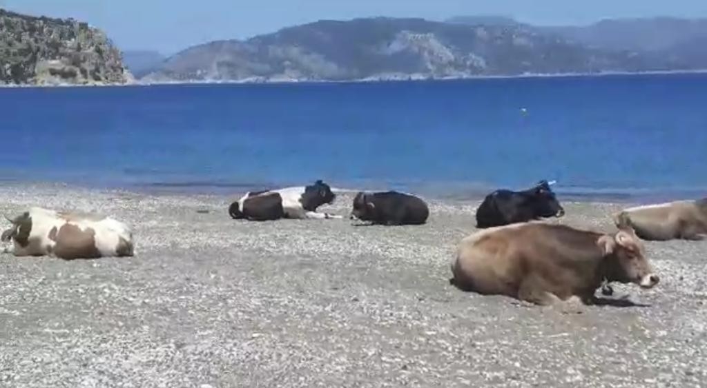 Gören dönüp bir daha baktı