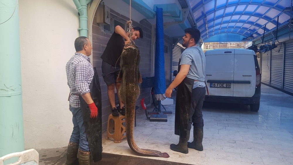 Görenler şok oldu...Dev yayın balığı 10 kişi tarafından çekildi