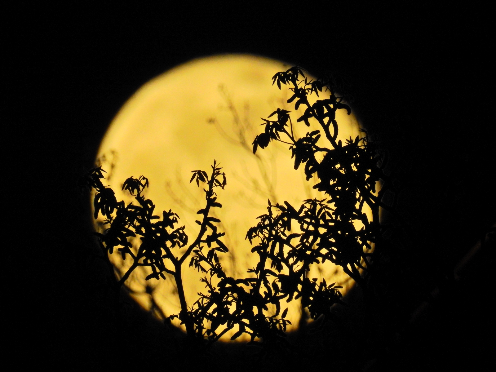 Gümüşhane’de kartpostallık dolunay manzarası