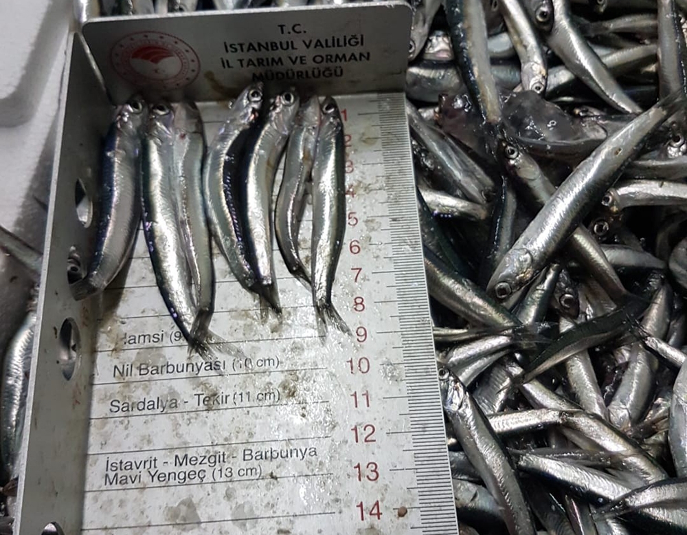 Gürpınar Su Ürünleri Hali’nde 2 ton hamsiye el konuldu