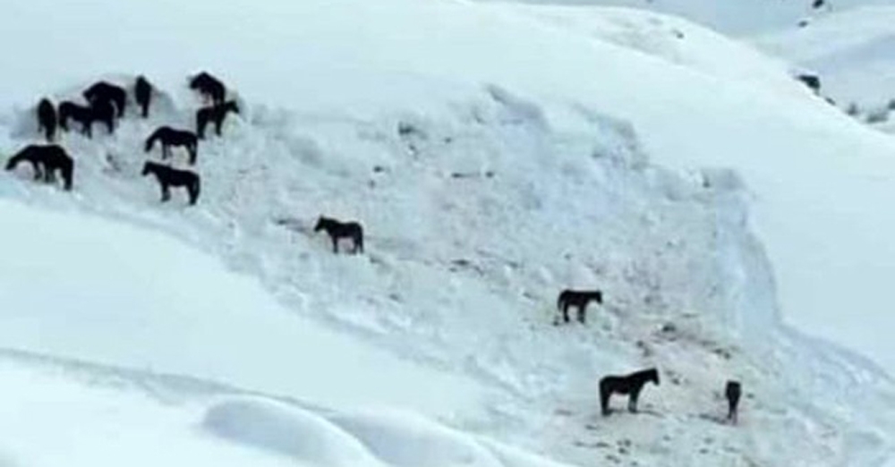 Hakkaride At Sürüsü Ölüme Terk Edildi