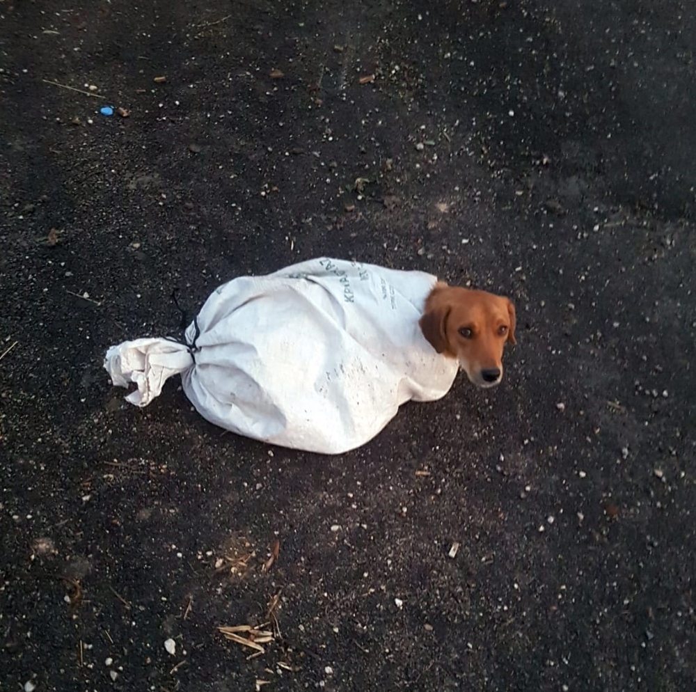 Hamile Köpeği Çuvala Koyup Yola Attılar