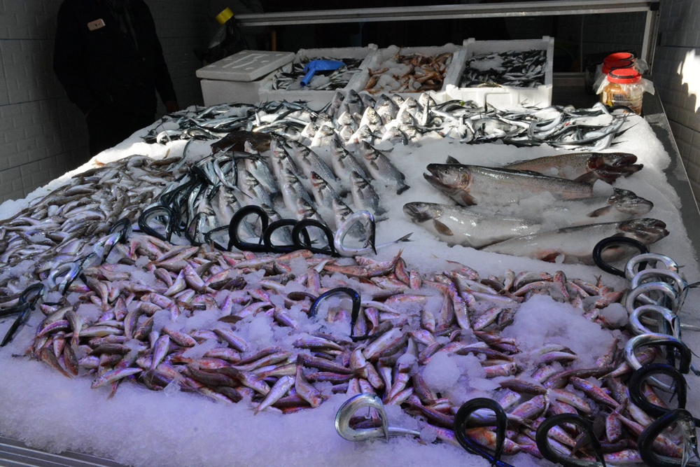 Hamsinin Göç Etmesiyle Tezgahlar İstavrit Ve Mezgite Kaldı