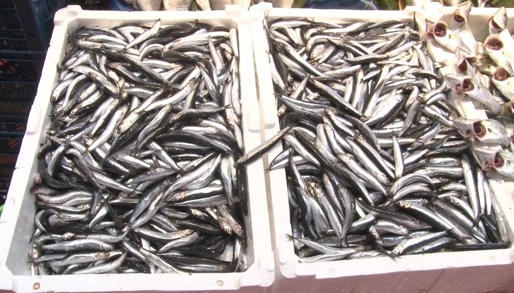 Hamsinin kilosu 25 liraya düştü