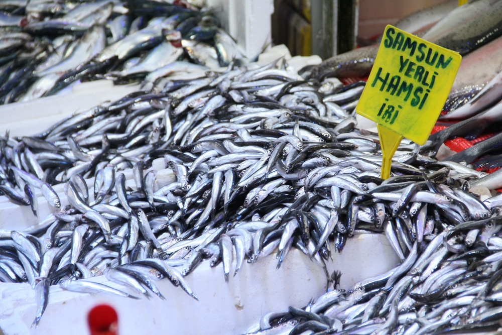 Hamsinin Kulağına Kar Suyu Kaçtı