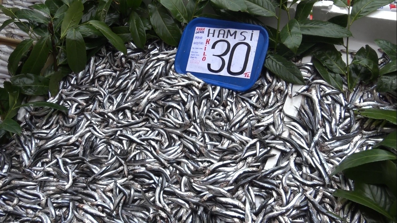 Hamsinin tezgahlarda son demleri: Kilosu 30 TL