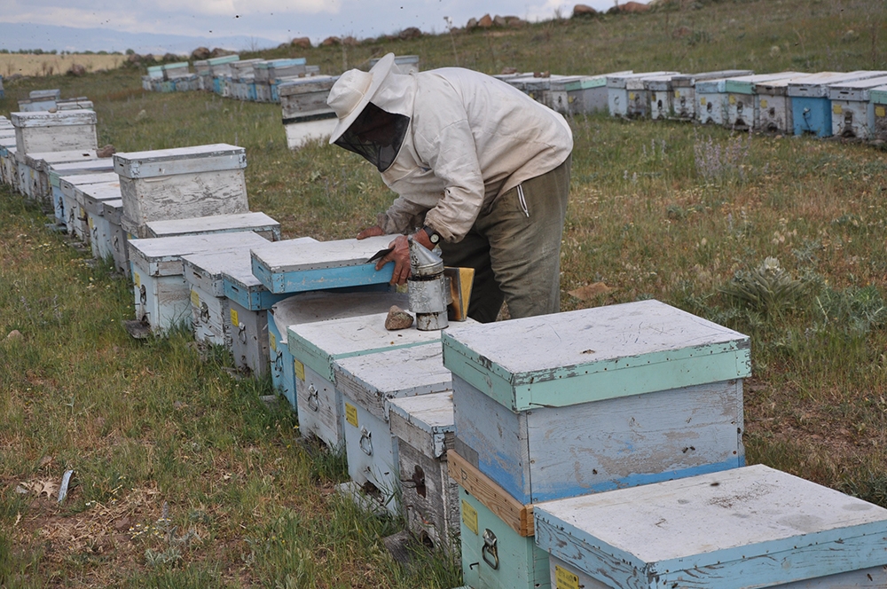 Haşhaş çiçeklerine arıcılardan yoğun ilgi