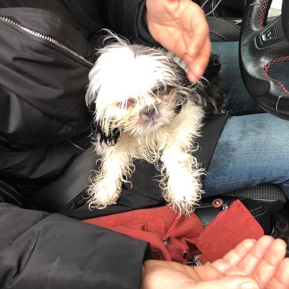 Hasta köpeği 14 saat arabada tutan veterinere hayvanseverlerden tepki
