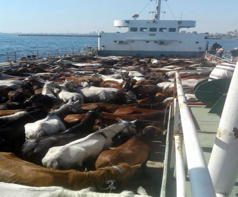 Hastalığa Geçen Yıl Adalara Sevk Edilen Atların Neden Olduğu İddia Edildi