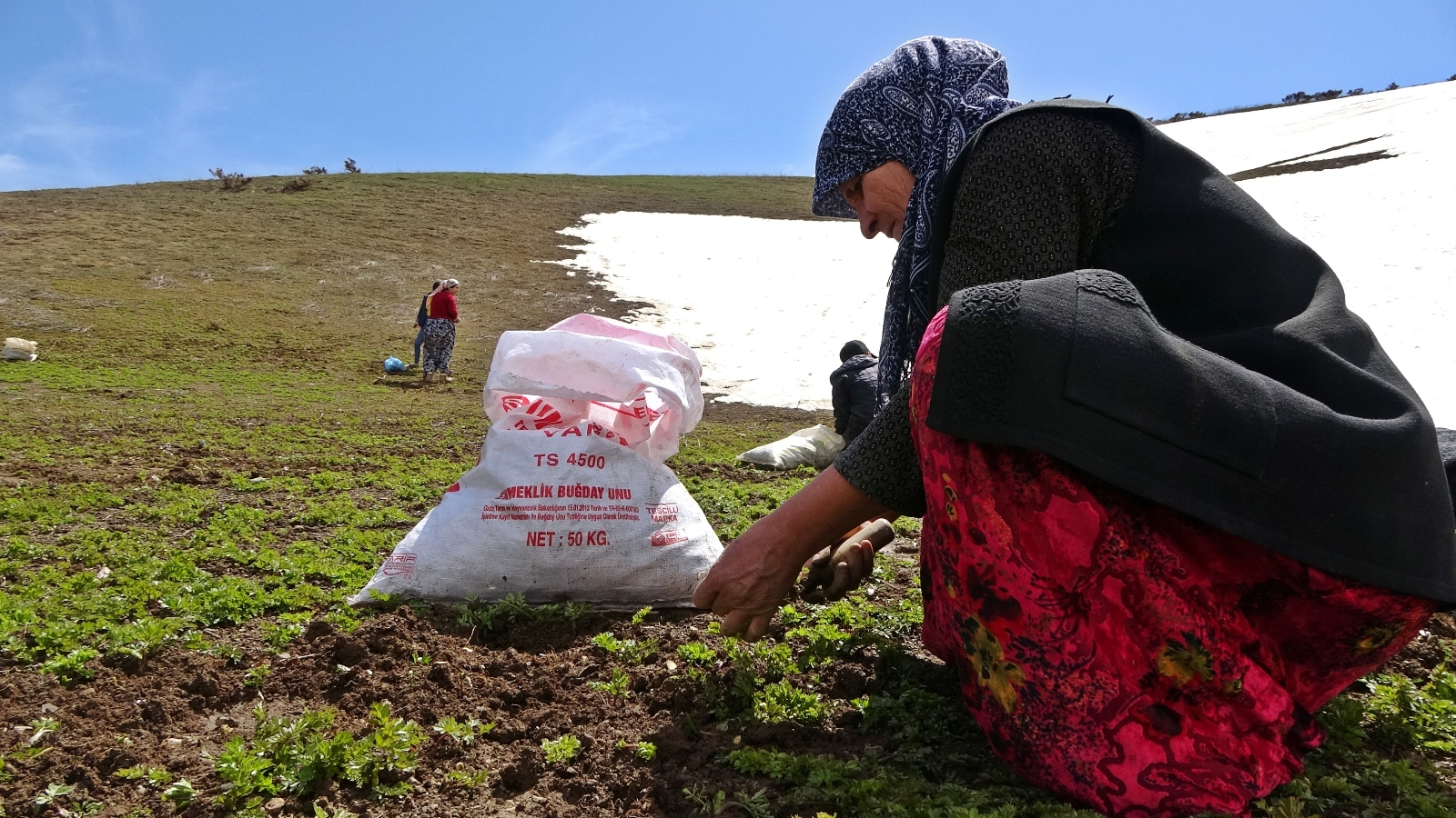 Havaların ısınmasıyla kadınların pancar mesaisi başladı