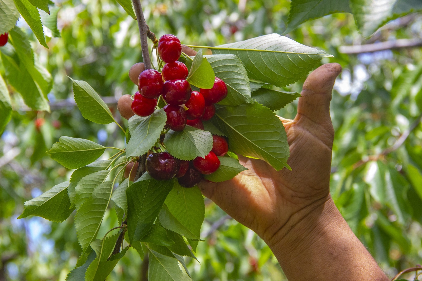 Havran’da Kazdağları’nın eteklerinde kiraz hasadı başladı