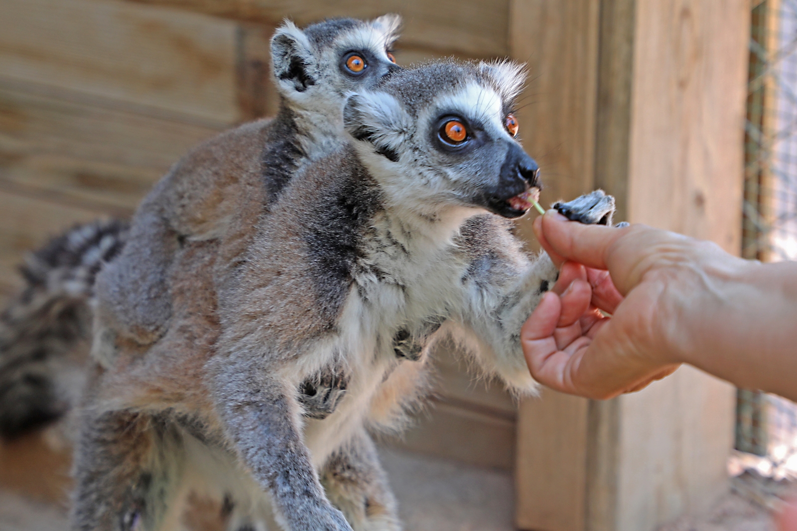 Hayvanat Bahçesi ailesi 150 yeni doğumla zenginleşti