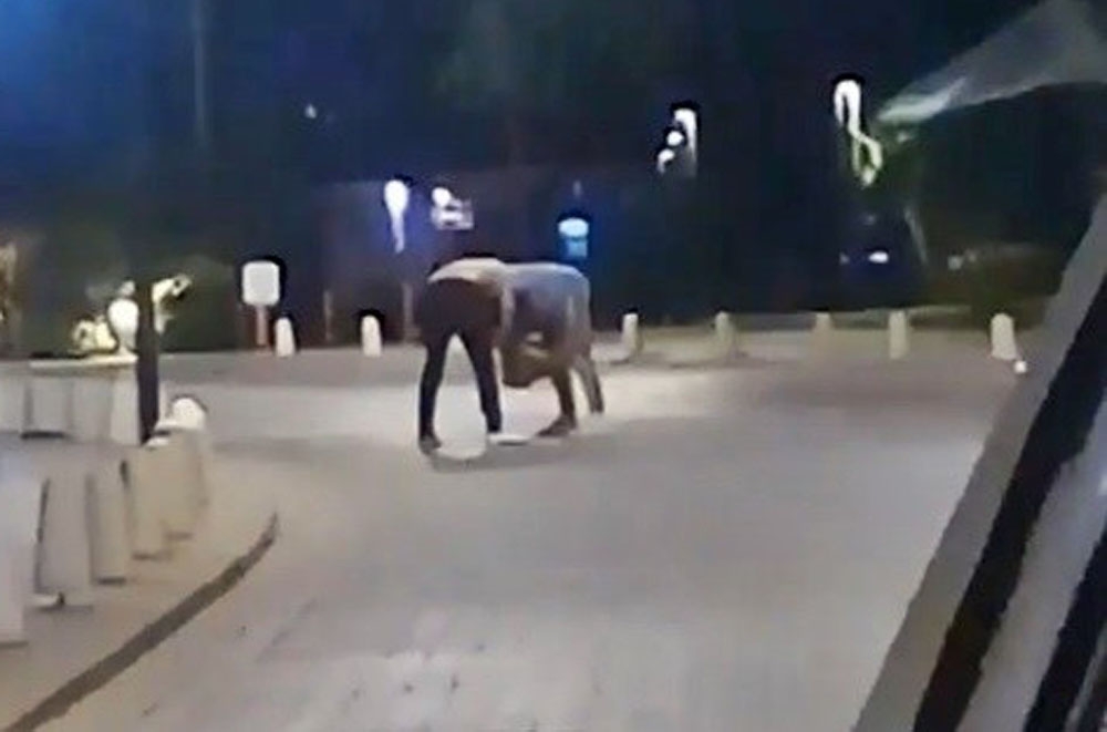 Herkes güreş sandı, tekme ve yumruklar havada uçuştu
