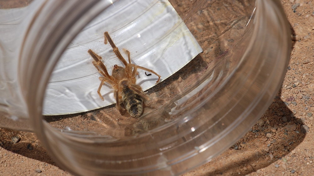 Herkesin korkulu rüyasıydı, yeniden ortaya çıktı