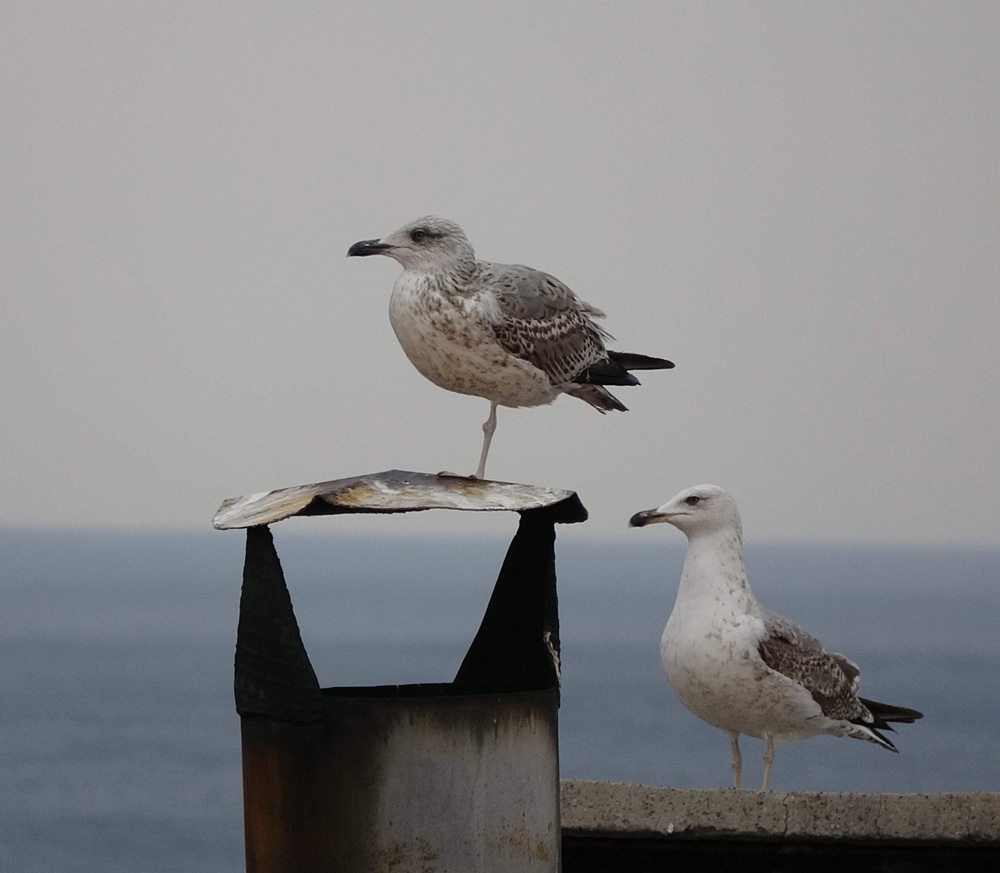 Hiç Tek Bacaklı Martı Gördünüz Mü ?