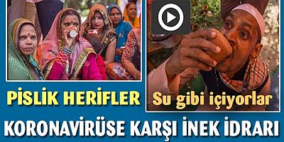 Hindistan'da Koronavirüse karşı inek idrarı içme partileri düzenleniyor