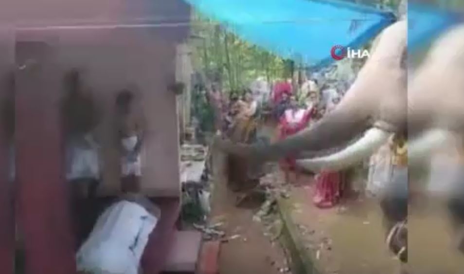 Hindistan’da bir fil, ölen bakıcısını son kez görmek için kilometrelerce yol yürüdü