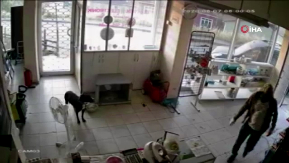 Hırsızlar elektrikçiyi soydu, dükkandaki köpek ise olayı şaşkınlıkla izledi