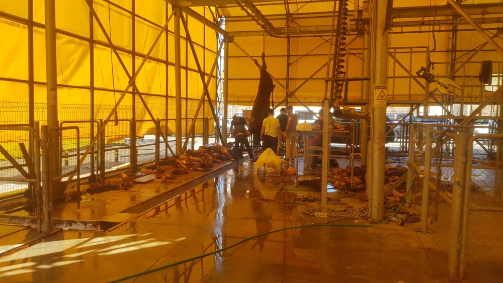 İBB kurban kesim alanında kasaplar kaçtı, vatandaş kendi kurbanını kendi kesti